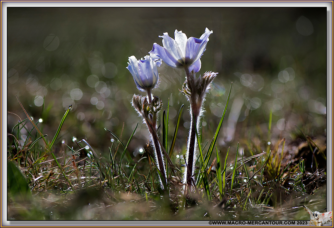 ANEMONES